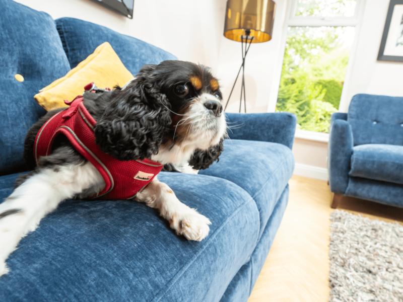 small dog on a sofa inside a hup! orangery